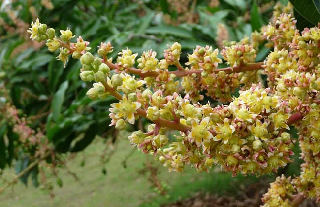 芒果产地在哪里