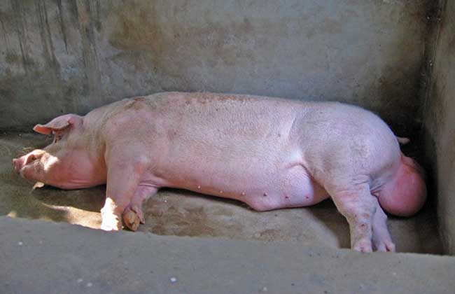 种公猪饲养管理技术