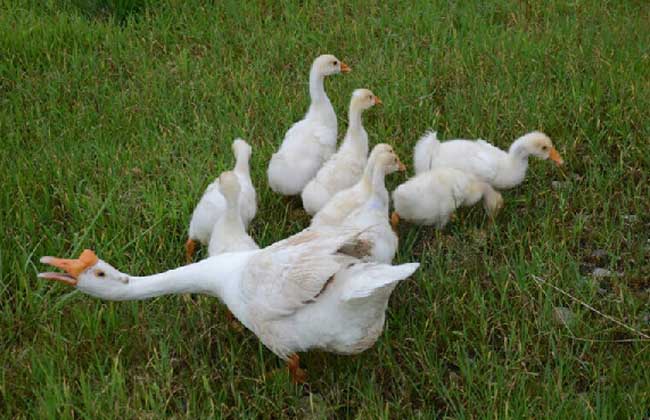 肉鹅价格多少钱一斤
