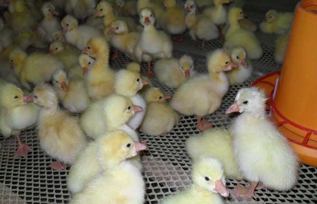 肉鹅养殖技术
