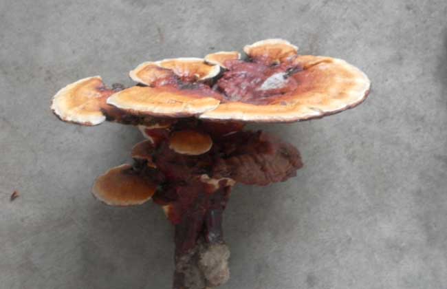 灵芝的市场价格