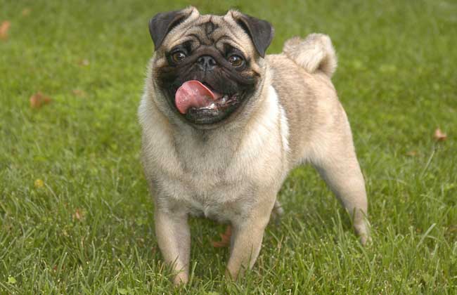巴哥犬好养吗