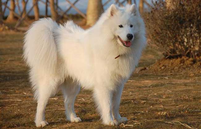 爱斯基摩犬怎么训练