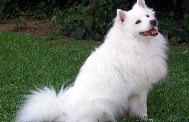 爱斯基摩犬怎么训练