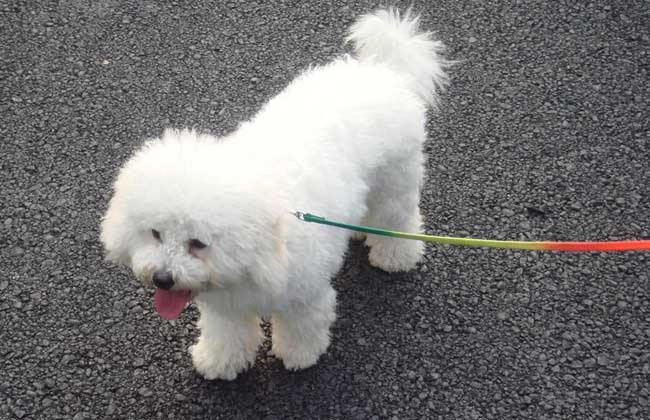 比熊犬好养吗