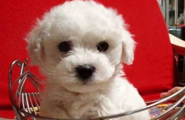 比熊犬训练