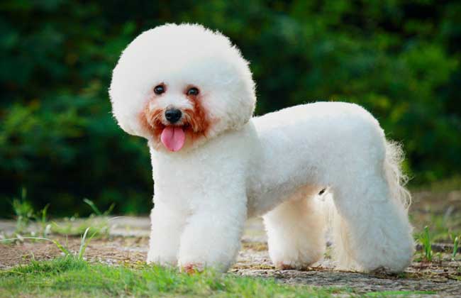 比熊犬训练