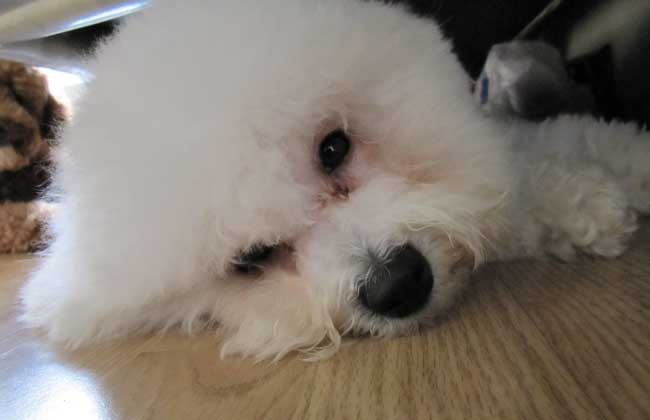 比熊犬训练