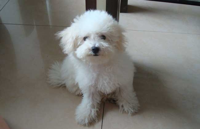 比熊犬训练