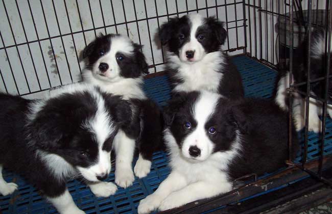 边境牧羊犬怎么养