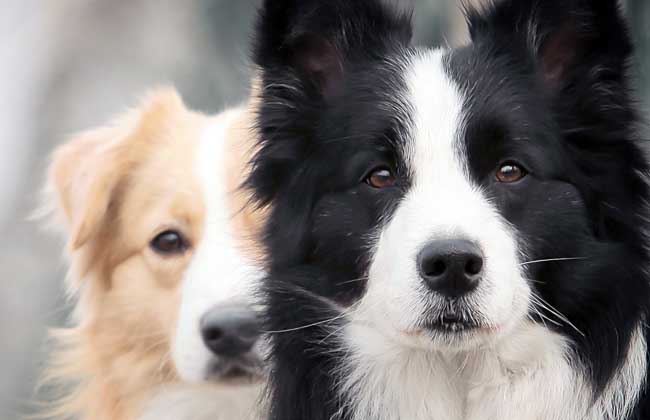 边境牧羊犬怎么养