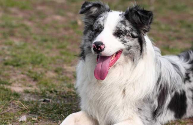 边境牧羊犬怎么养