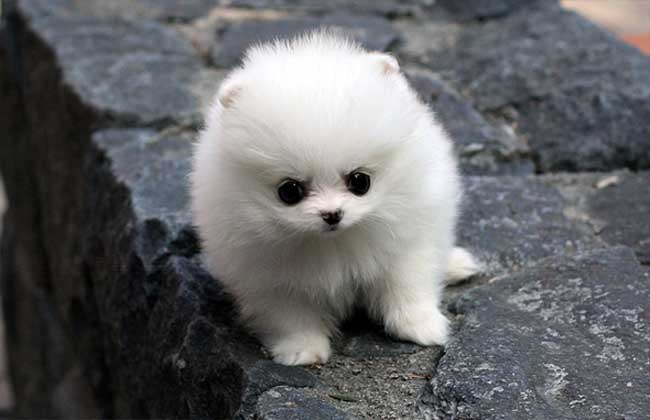 博美犬怎么养？