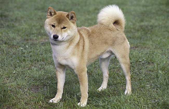 日本柴犬怎么养