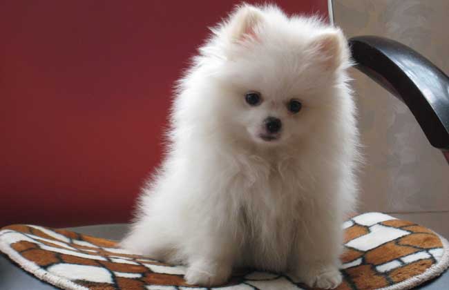 博美犬吃什么狗粮？
