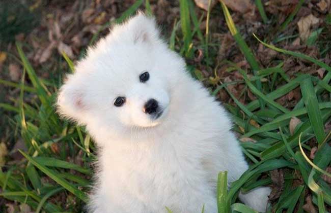 萨摩耶犬