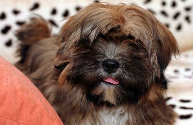 西藏狮子犬