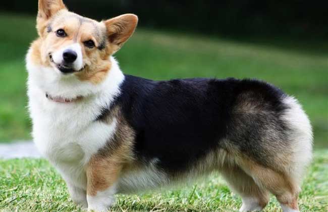 威尔斯柯基犬