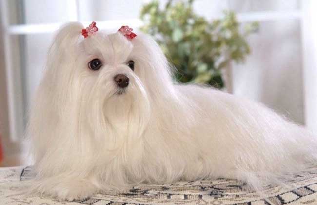 马尔济斯犬