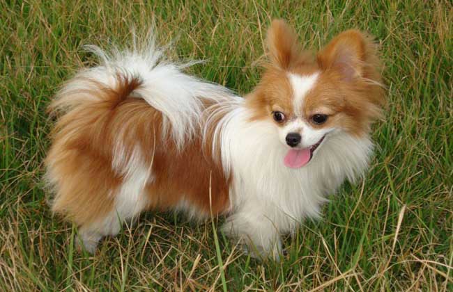 蝴蝶犬