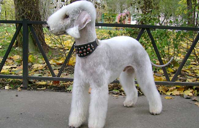 贝林登梗犬