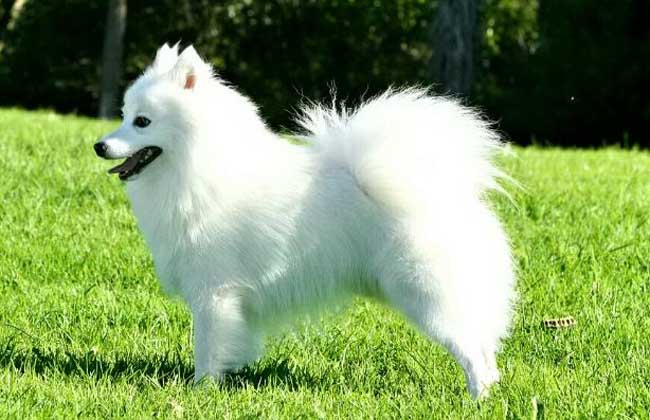 银狐犬