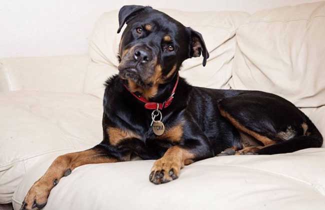 罗威纳犬
