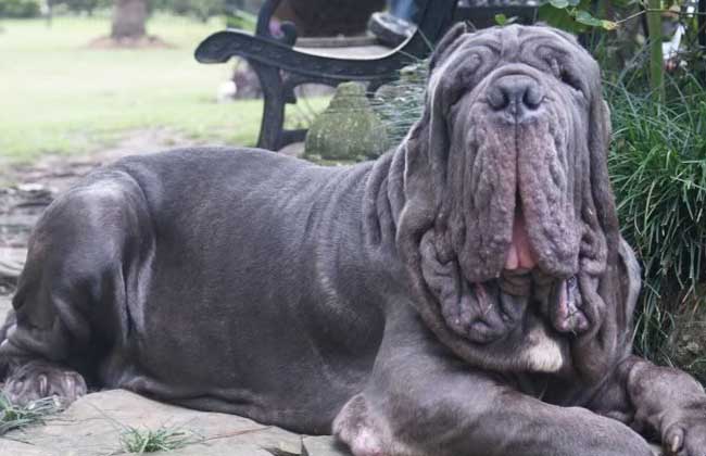 纽波利顿犬