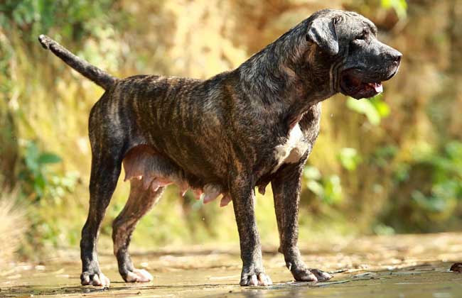 加纳利犬
