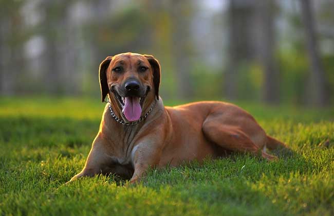 非洲猎狮犬