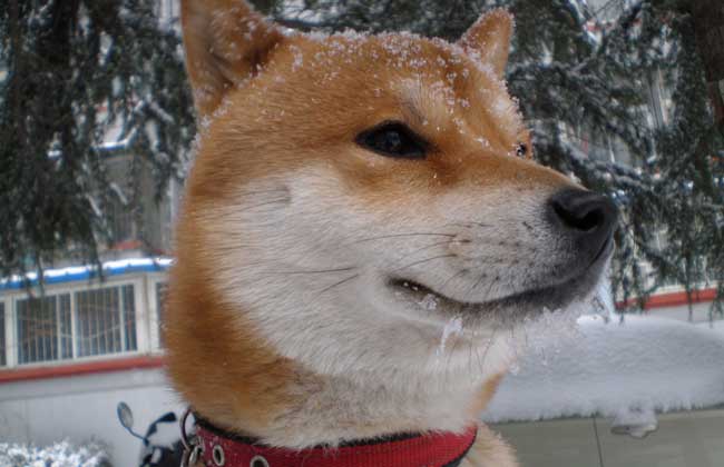 日本柴犬智商高吗