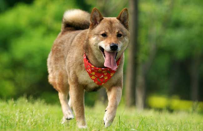 日本柴犬智商高吗