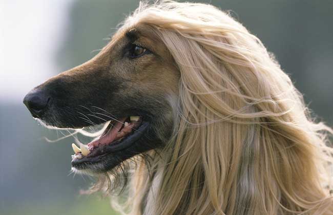 阿富汗猎犬多少钱