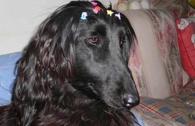 阿富汗猎犬多少钱