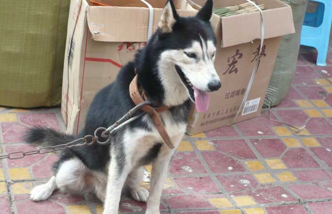 阿拉斯加雪橇犬多少钱一只