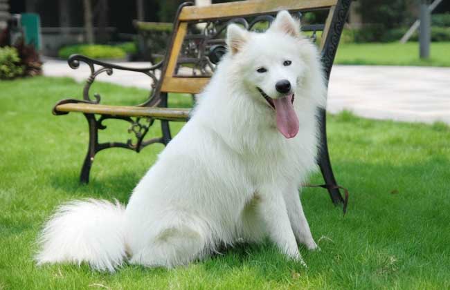 爱斯基摩犬多少钱一只？