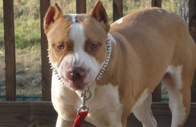 比特犬多少钱一只？