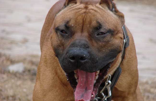 比特犬多少钱一只