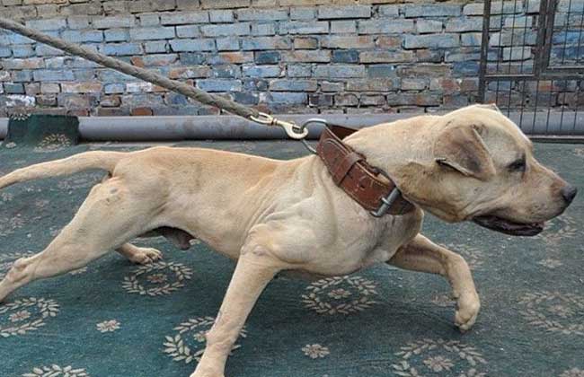 比特犬多少钱一只