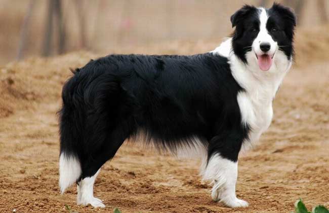 边境牧羊犬价格多少钱