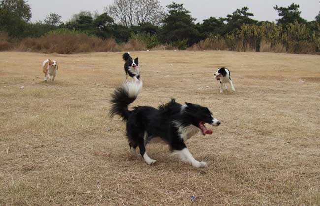 边境牧羊犬价格多少钱