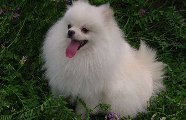 博美犬多少钱一只