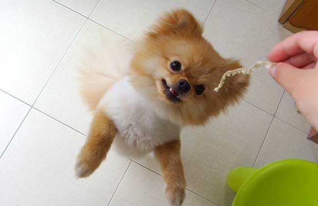 博美犬多少钱一只