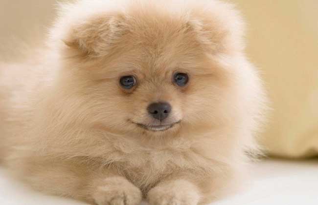 博美犬多少钱一只