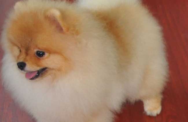 博美犬多少钱一只