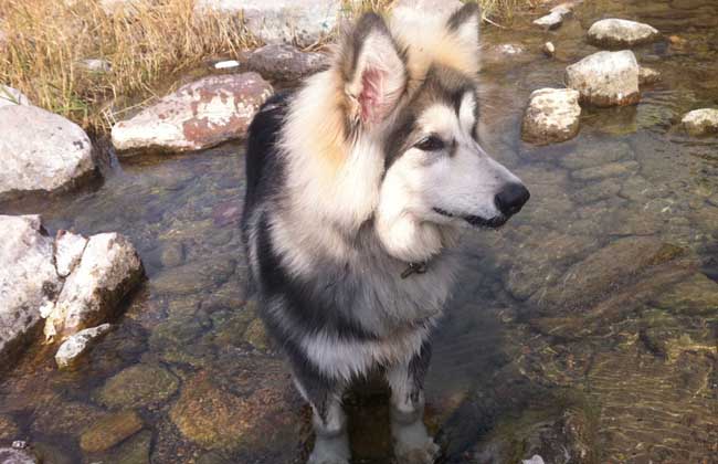 阿拉斯加雪橇犬怎么训练