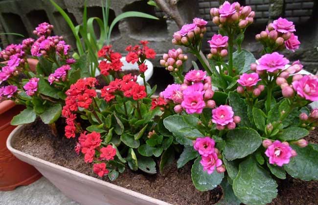 用于浇花