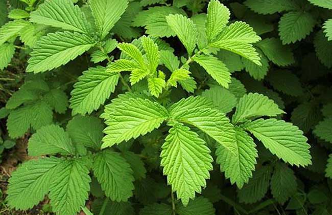 仙鹤草价格多少钱