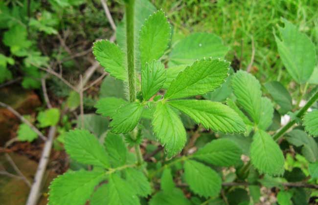 仙鹤草能降血糖吗？