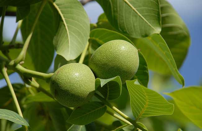 野核桃